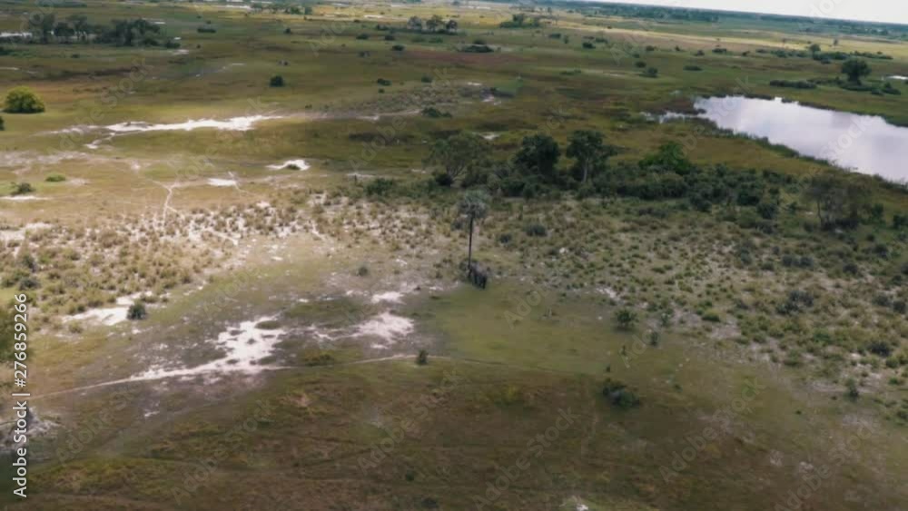 AERIAL view of Elephant pushing a palm tree against the Savanna landscape AERIAL view of Elephant pushing a palm tree against the Savanna landscape