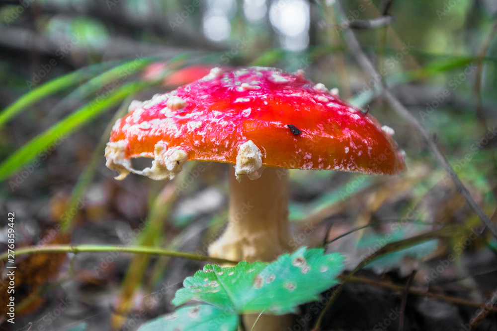 poisonous mushroom red fly agaric in the autumn forest poisonous mushroom red fly agaric in the autumn forest