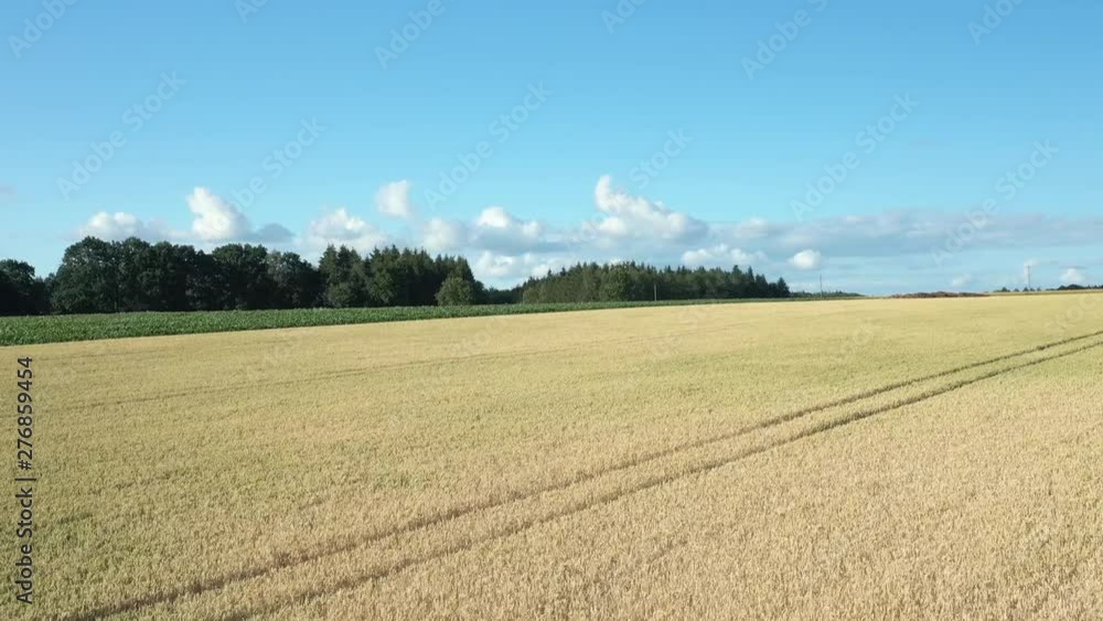 Timelapse of wheat field with blue sky from drone view Timelapse of wheat field with blue sky from drone view