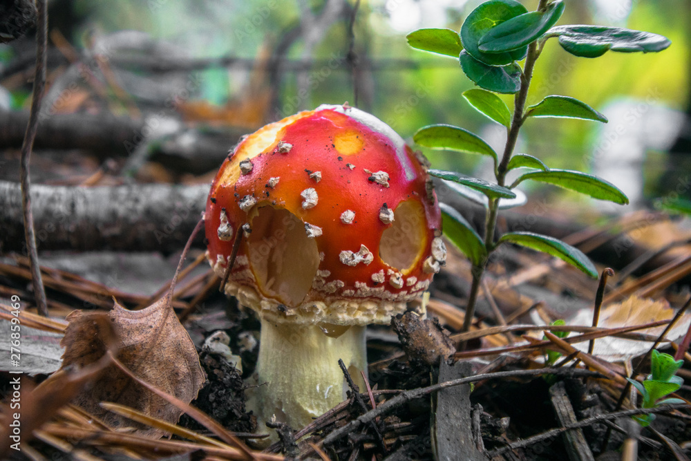 poisonous mushroom red fly agaric in autumn mixed forest poisonous mushroom red fly agaric in autumn mixed forest