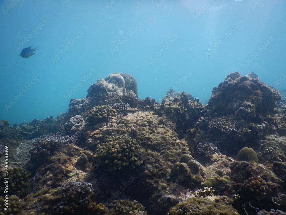 Fototapeta premium Colorful Trevally on a tropical coral reef at phuket thailand