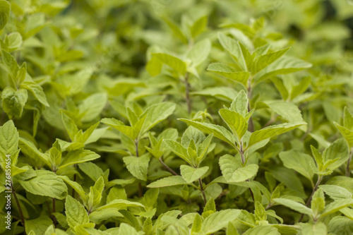 many mint plants grow in nature