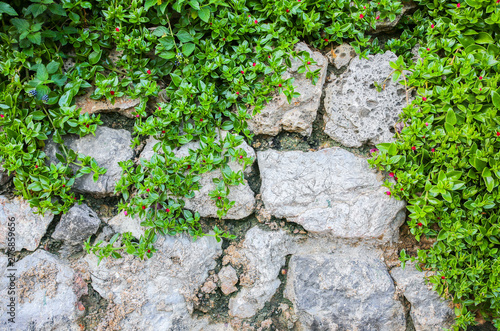 Beautiful flowers and green leaves on the wall. Nature texture background.