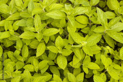 mint grows background