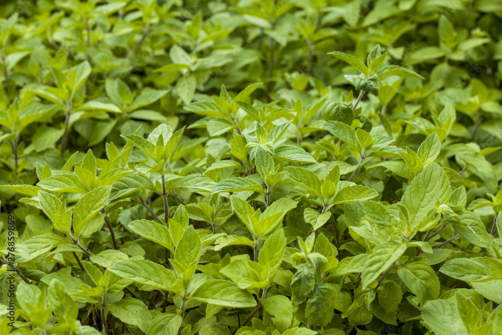 mint plantation natural background mint plantation natural background