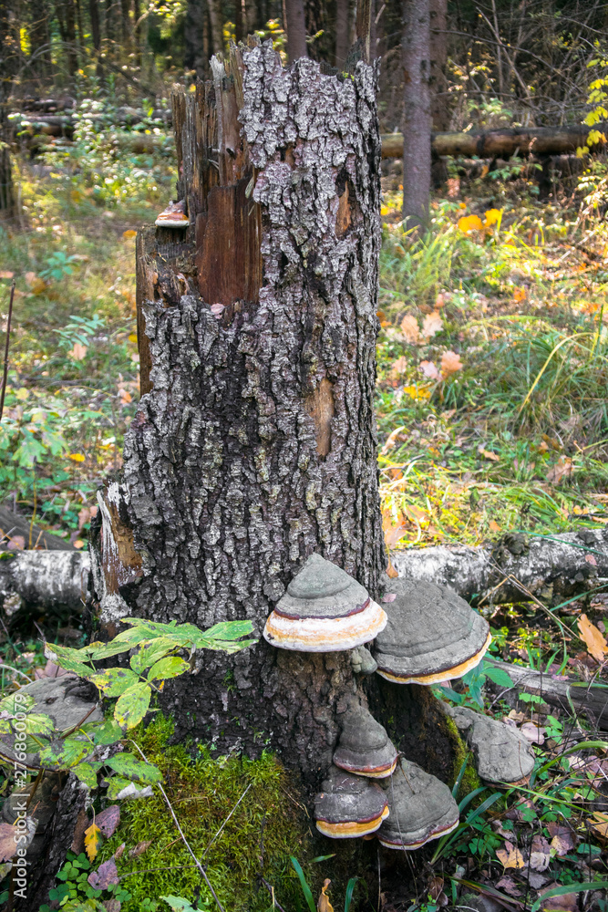 An old stump, infected by fungal plant pathogen - Polypore fungus. This species infects trees through broken bark, causing rot and continues to live on trees long after they have died, as a decomposer An old stump, infected by fungal plant pathogen - Polypore fungus. This species infects trees through broken bark, causing rot and continues to live on trees long after they have died, as a decomposer