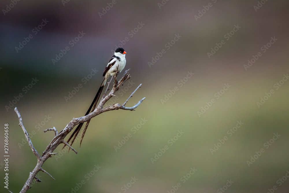 Pin-tailed Whydah in Kruger National park, South Africa ; Specie Vidua macroura family of Viduidae Pin-tailed Whydah in Kruger National park, South Africa ; Specie Vidua macroura family of Viduidae