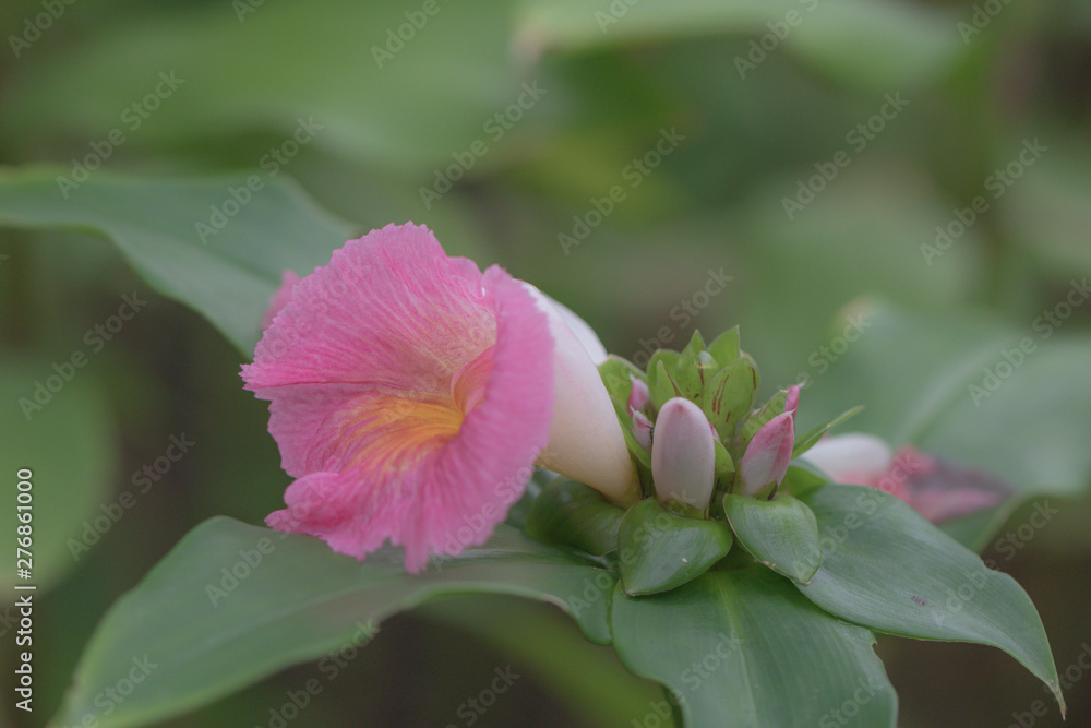 Cheilocostus speciosus flower or Crape Ginger.Family name Costaceae (Spiral Ginger) A colorful blooming Crape Ginger flower in the garden. Cheilocostus speciosus flower or Crape Ginger.Family name Costaceae (Spiral Ginger) A colorful blooming Crape Ginger flower in the garden.