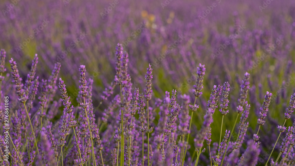 Obraz premium Lavendel beim Sonnenuntergang