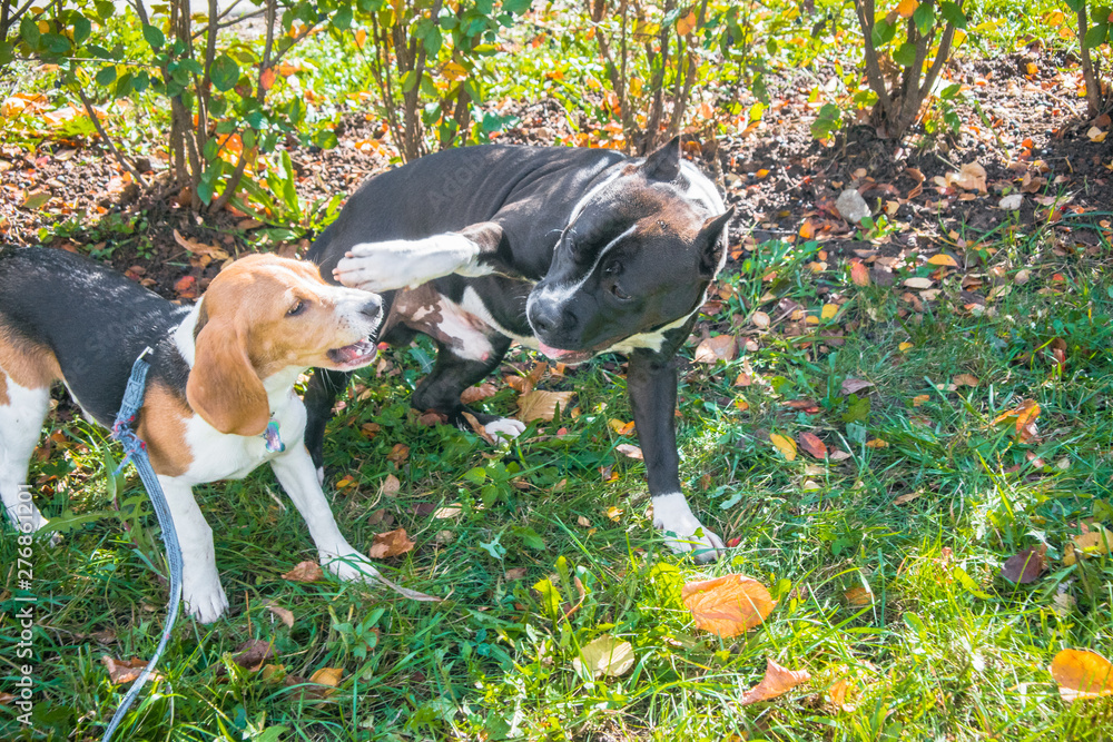 Beagle puppy playing with a puppy of a Staffordshire Terrier in the autumn Park Beagle puppy playing with a puppy of a Staffordshire Terrier in the autumn Park