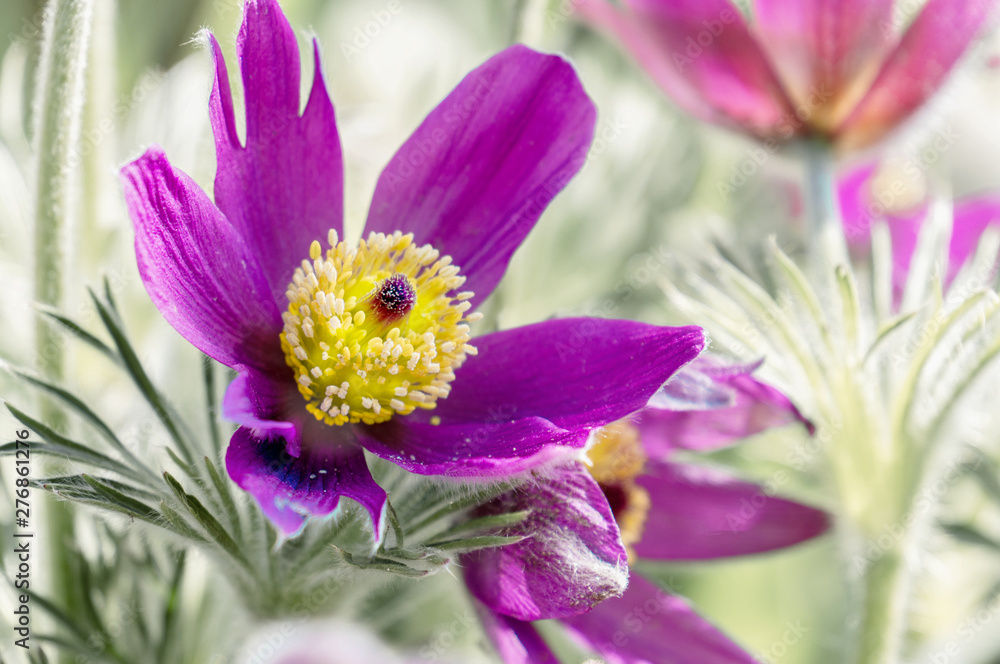 Beautiful purple fluffy flower Oriental Pulsatilla patens pasqueflower in early spring Beautiful purple fluffy flower Oriental Pulsatilla patens pasqueflower in early spring