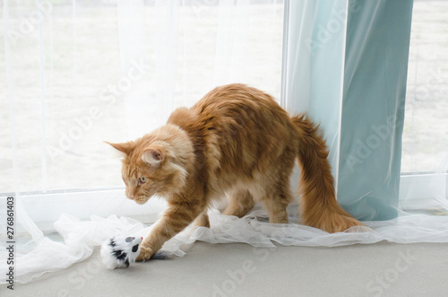 Young large red marble Maine coon cat playing with a toy