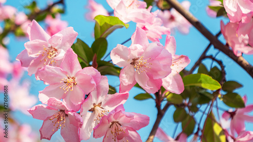 Close-up shot of springtime peach tree blossoms  blue sky on the background. Beautiful pink blossoming peach trees.