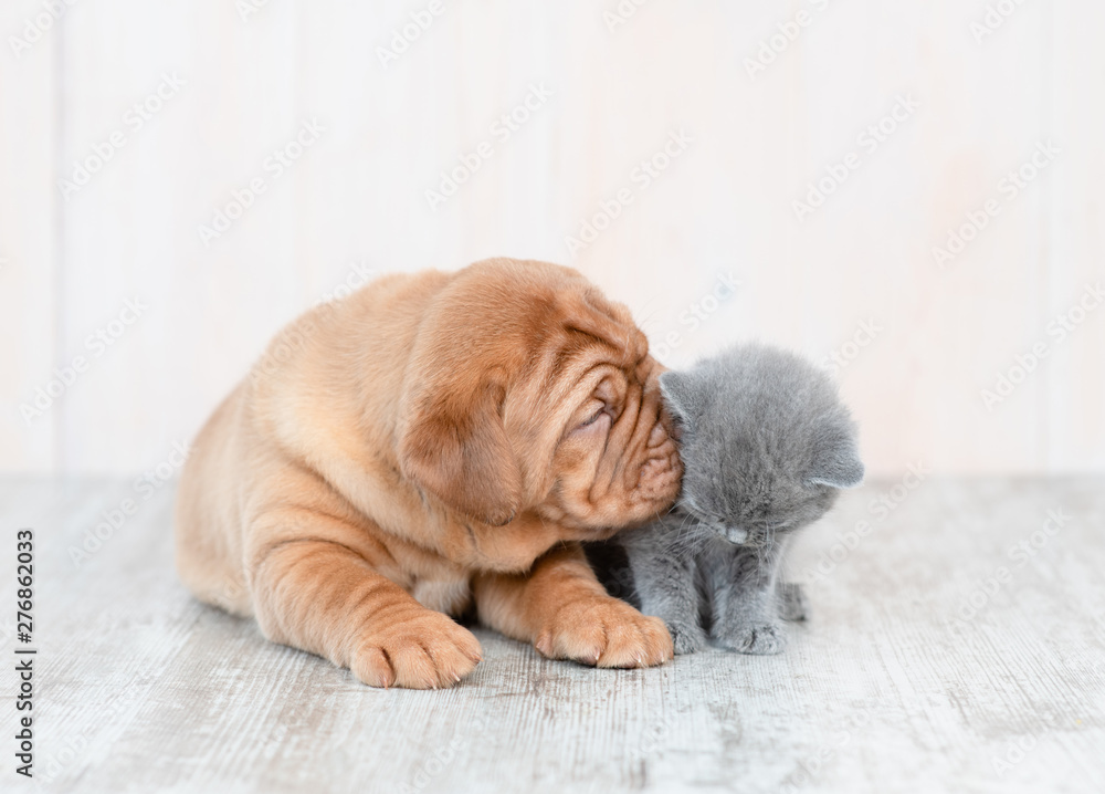 Mastiff puppy kissing kitten on the floor at home - obrazy, fototapety, plakaty 