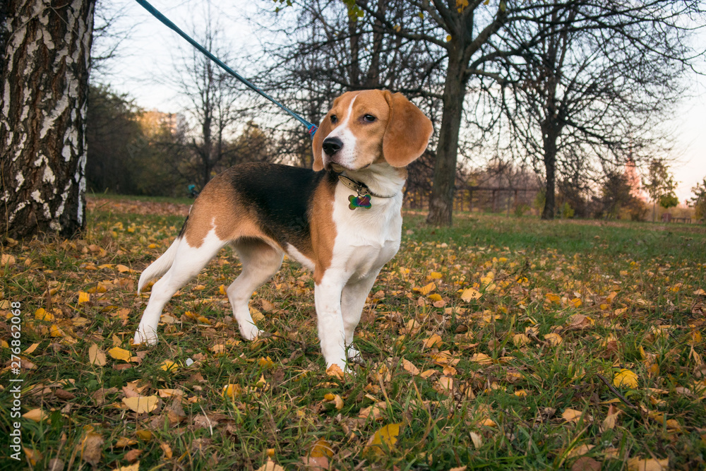 A smart beagle puppy on a walk in the city Park. Tricolor Beagle puppy is watching a peaceful autumn landscape.