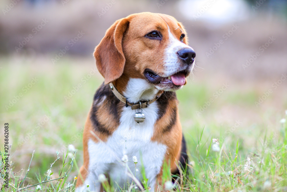Portrait of an adorable beagle dog sitting outdoor in the grass field.