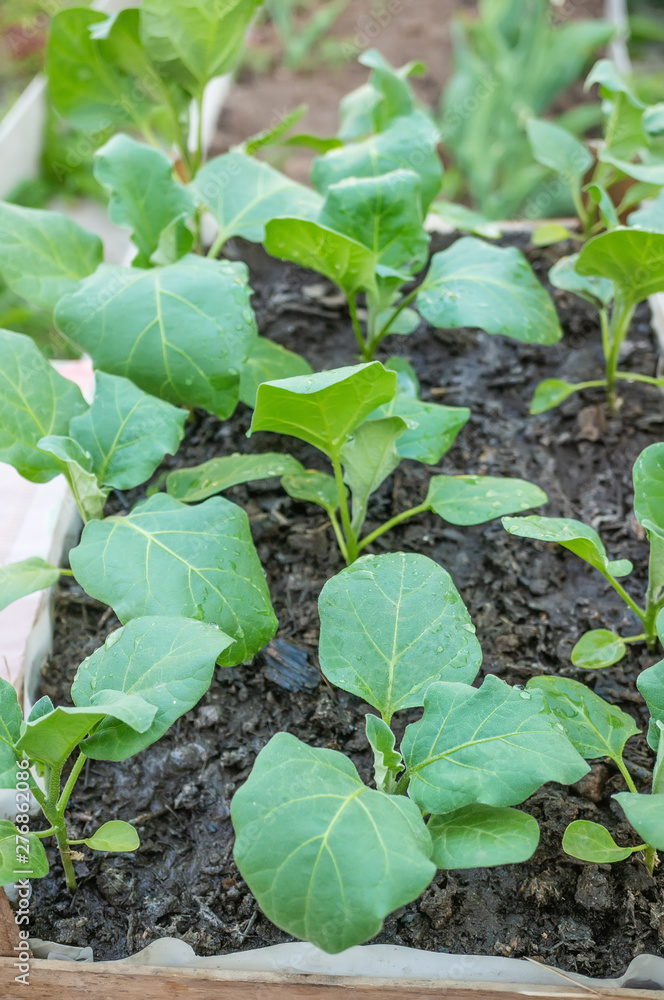 Eggplant seedlings in a cardboard eco-friendly container are ready for planting in a greenhouse. Spring work in the garden Eggplant seedlings in a cardboard eco-friendly container are ready for planting in a greenhouse. Spring work in the garden