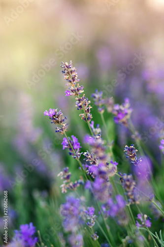 Field with violet flowers of lavender.