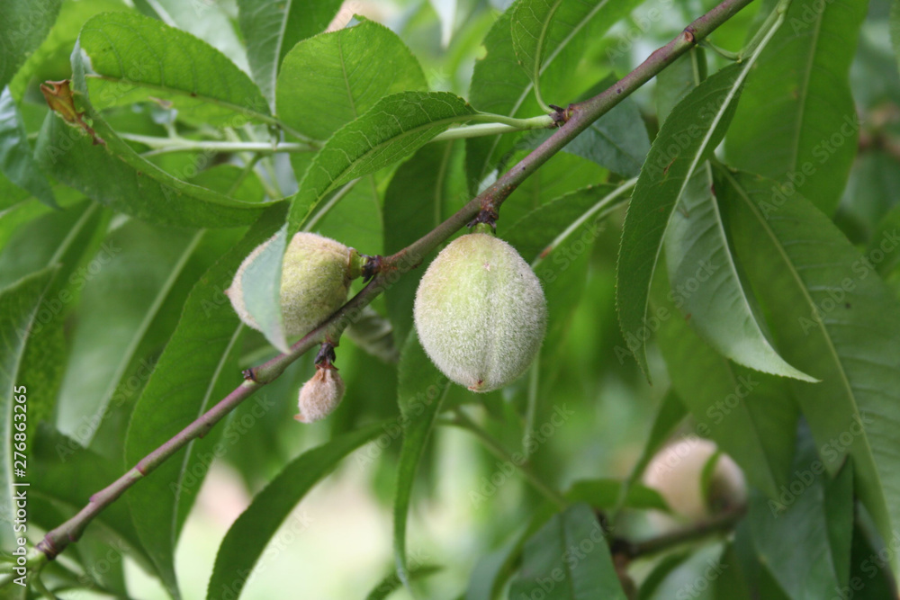 Peach fruit growing on branch. Prunus persica on summer season Peach fruit growing on branch. Prunus persica on summer season