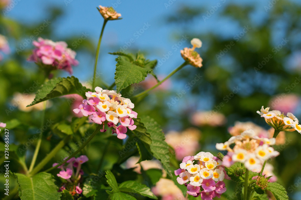 Beautiful blooming buds of multicolored lantana in a natural environment Beautiful blooming buds of multicolored lantana in a natural environment