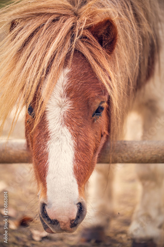 Pony horse- beautiful young pony horse on a farm outdoors.