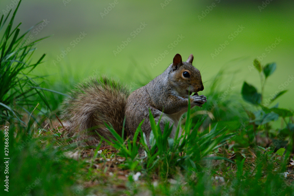 Squirrel eating an nut in a beautiful green nature Squirrel eating an nut in a beautiful green nature