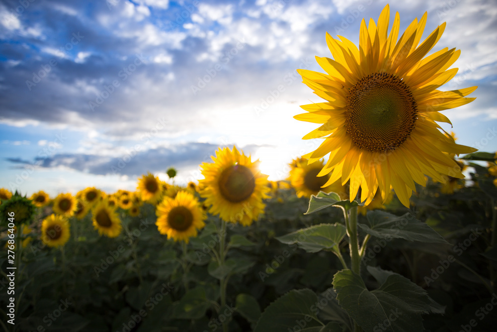 Fototapeta premium sunflowers at the field