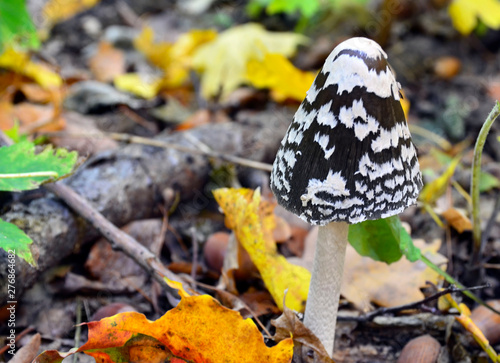 Coprinopsis picacea also known as Magpie fungus poisonous mushroom in autumn forest.Coprinus picaceus. Selective focus.  photo