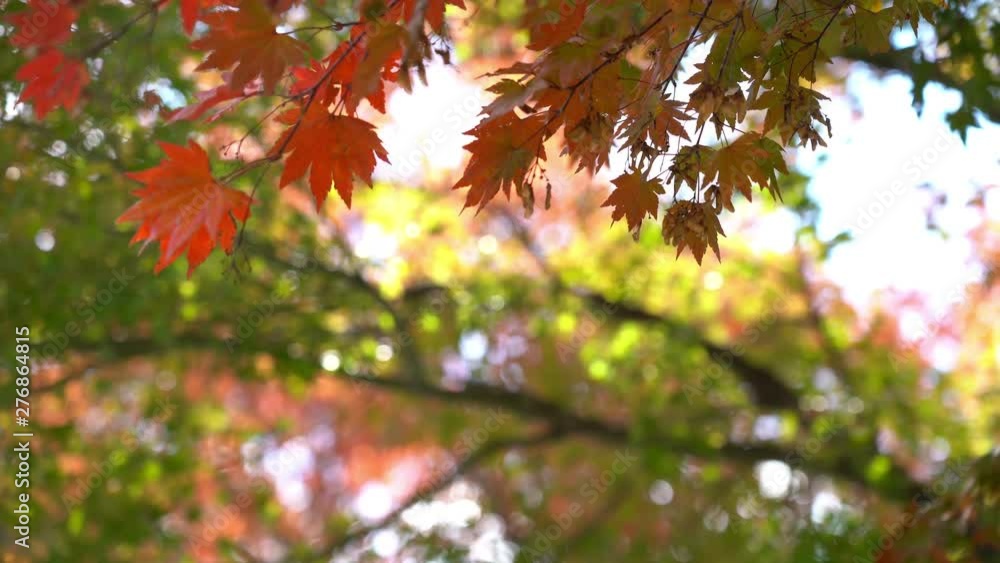 LOCKED OFF view of hanging red maple leaves in scenic garden LOCKED OFF view of hanging red maple leaves in scenic garden