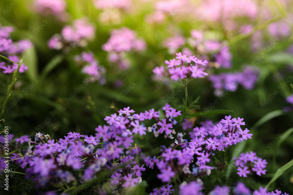 small purple flowers and greens at sunset