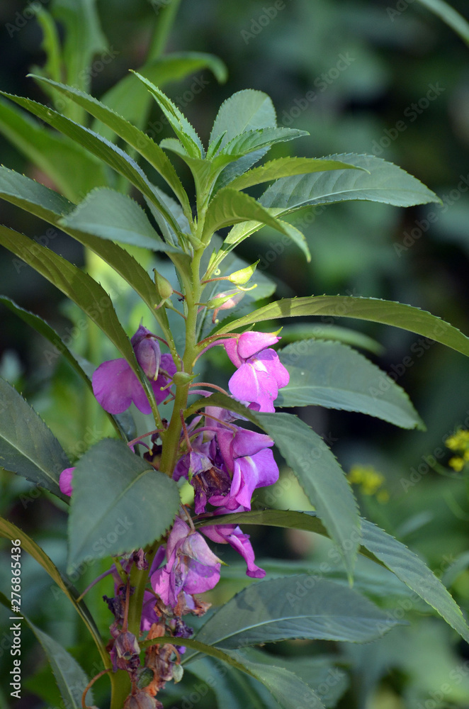 Obraz premium Flower buds of the balsam. Flowering plants. Floriculture.