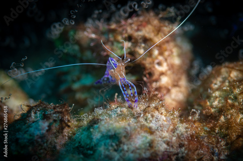 The brilliant blue colours and patterns of a Pedersen Cleaner shrimp on the Bari Reef dive site, Bonaire, Netherlands Antilles