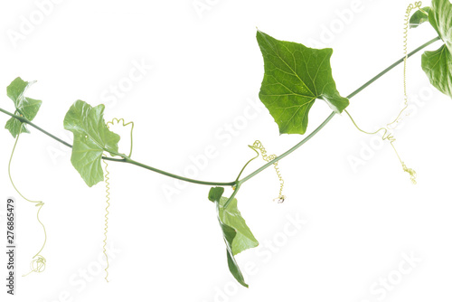 Coccinia grandis Voigt or Ivy gourd shoot isolated on white photo