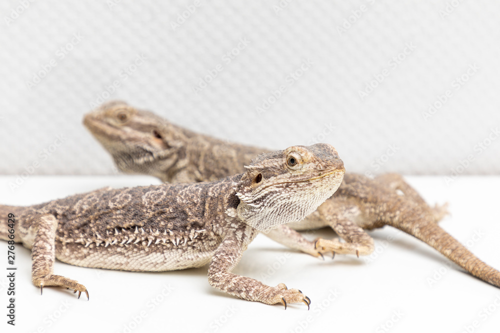 Obraz premium bearded dragon in a terrarium