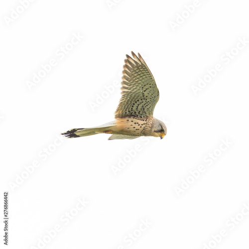 flying natural kestrel (falco tinnunculus), spread wings