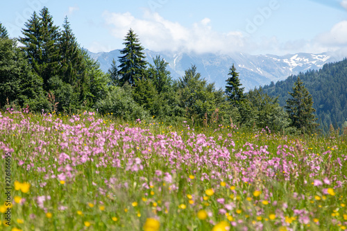 Bavarian Alps Wildflowers