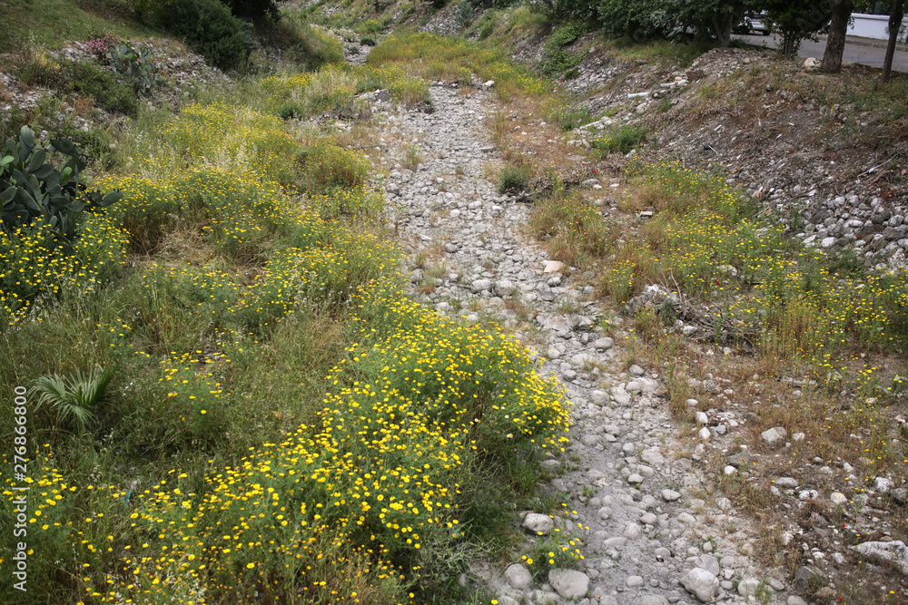 flowers and shrubs in the dried bed of river