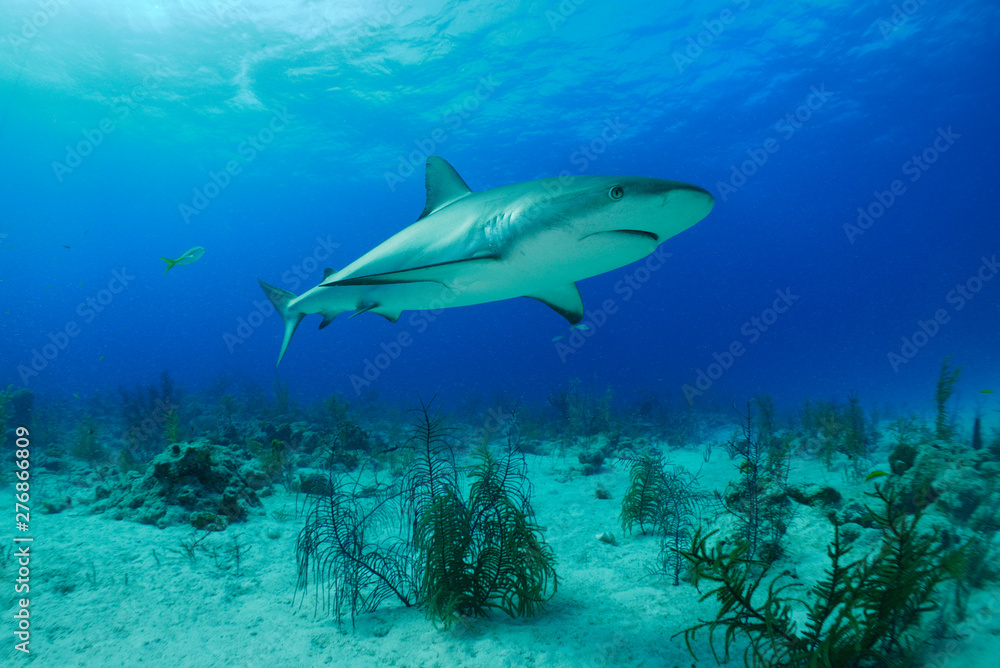 Dangerous white shark swimming accross the sea bottom Dangerous white shark swimming accross the sea bottom