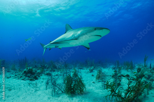 Dangerous white shark swimming accross the sea bottom © Last Adventures 