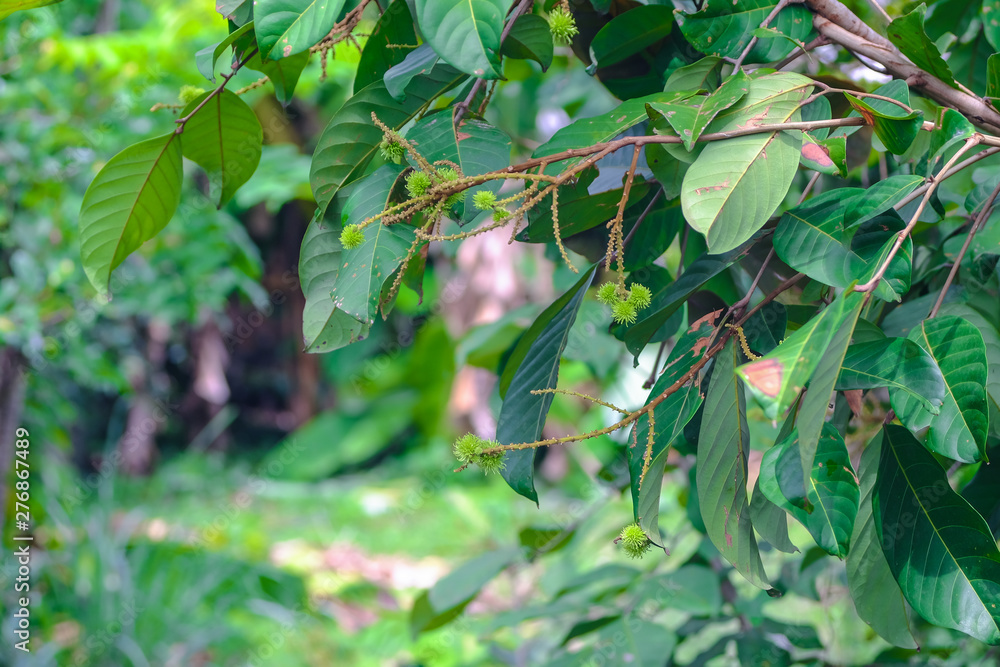 Obraz premium Young green rambutan on the fruit tree tropical fruit .