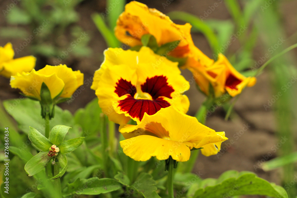 Closeup of colorful pansy flower, The garden pansy is a type of large-flowered hybrid plant cultivated as a garden flower. This image was blurred or selective focus. Closeup of colorful pansy flower, The garden pansy is a type of large-flowered hybrid plant cultivated as a garden flower. This image was blurred or selective focus.