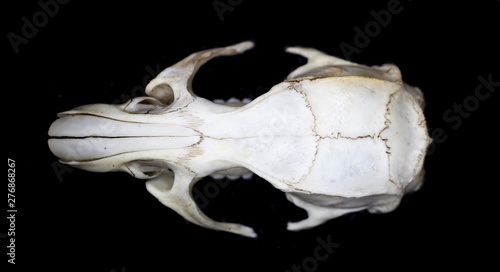Old rat skull close up on black background