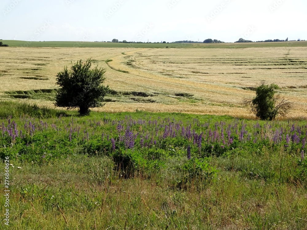 Lupines on the wrong site - destruction of a lowland meadow