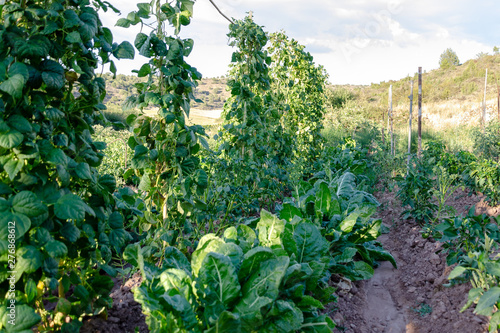 green bean plants and chard plants in an ecological garden