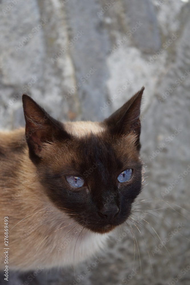 Beautiful cat blue eyes