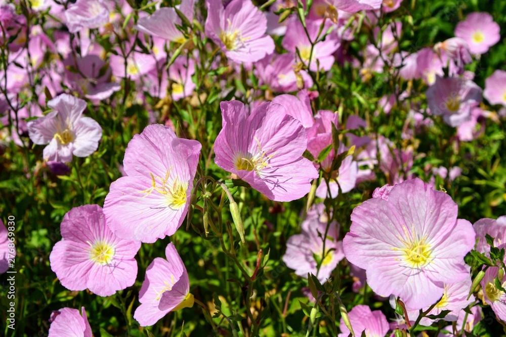 Oenothera rosea, also known as rosy evening-primrose, rose evening primrose, pink evening primrose, or Rose of Mexico Oenothera rosea, also known as rosy evening-primrose, rose evening primrose, pink evening primrose, or Rose of Mexico