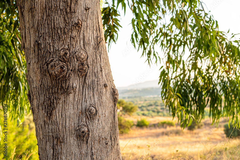 Trunk eucalyptus trees with leaves in the summer garden Trunk eucalyptus trees with leaves in the summer garden