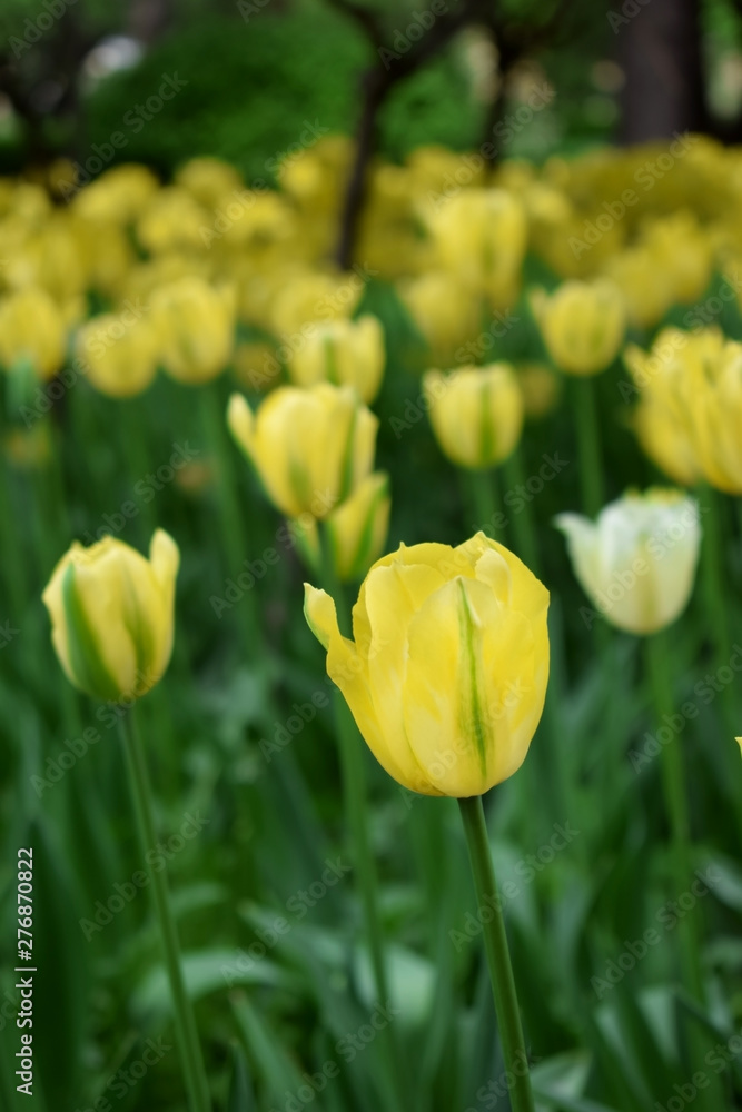 Yellow tulips on the flower bed in a park Yellow tulips on the flower bed in a park
