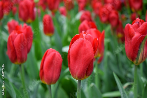 Bright red tulips on the flower bed in the park