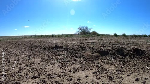 Ant hill in the open country field in Alberta Canada. photo